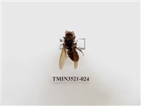 藏品(黃腳虎頭蜂)的圖片